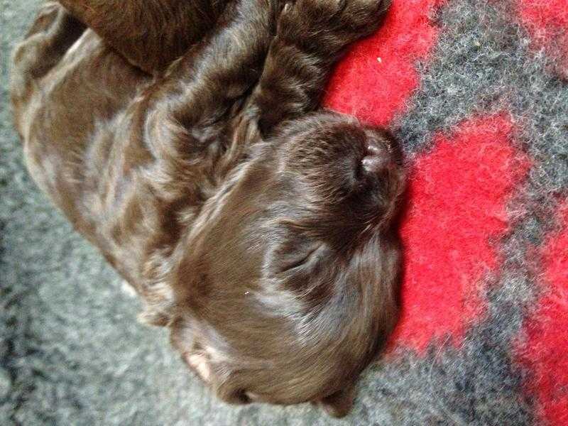 Pra Dna test clear chocolate cockerpoo puppies