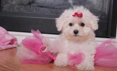 Precious little bichon frise baby girl