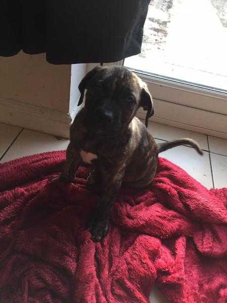 Presa canario puppies ready for new homes