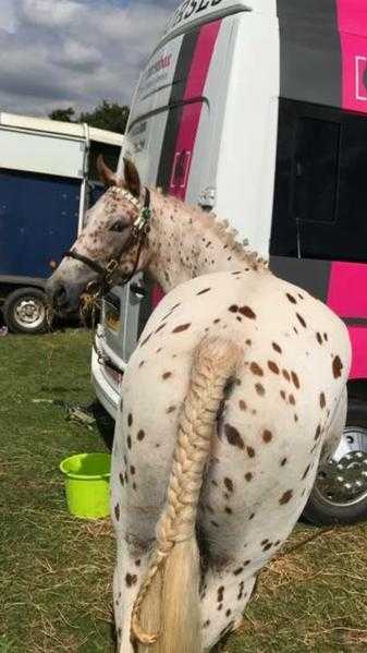 Pretty Appaloosa x Mare