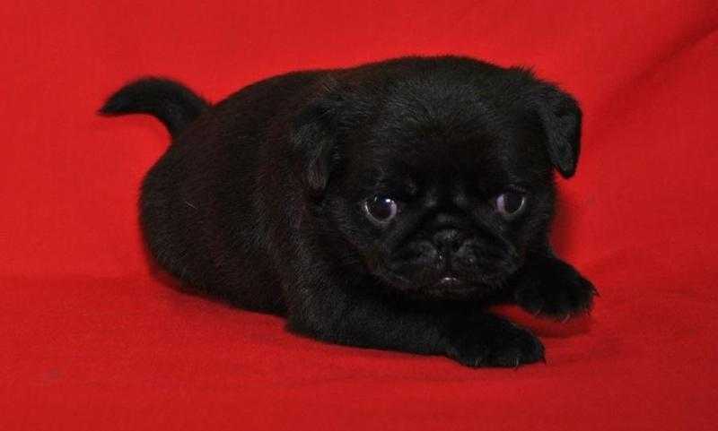 Pretty little boys and girls pug babies