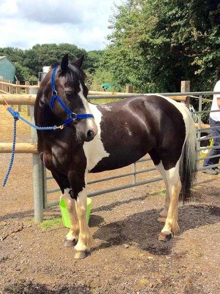 Pretty piebald mare for sale