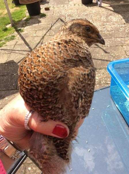 pretty rare coloured quails