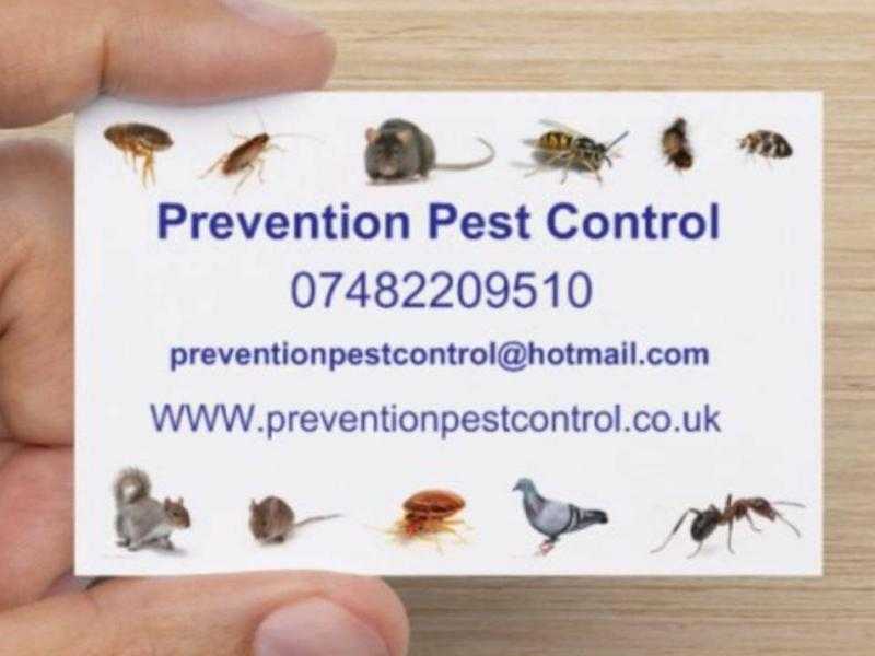 Prevention Pest Control Liverpool