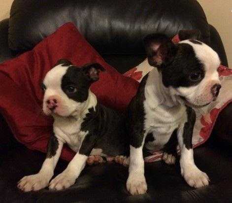 PRICE REDUCED BOSTON TERRIER puppy- 2 available