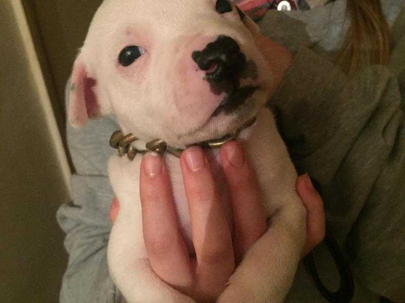 Prime Staffordshire Bull Terrior Puppies