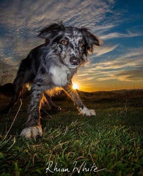 Professional Dog Photo Shoots in Devon