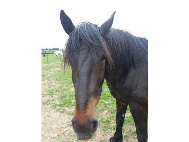 PROJECT 15.2hh 6yo FresianxTB Gelding