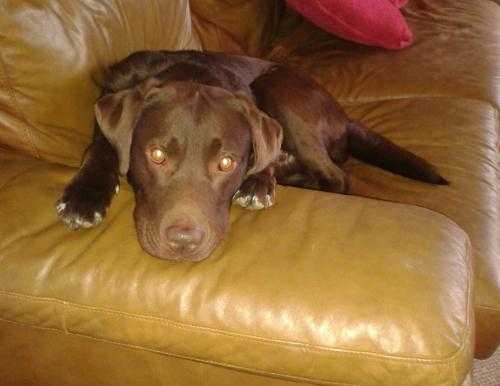 Proven Chocolate Labrador for Stud