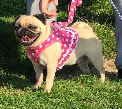 pug fawn female 3 years old for sale