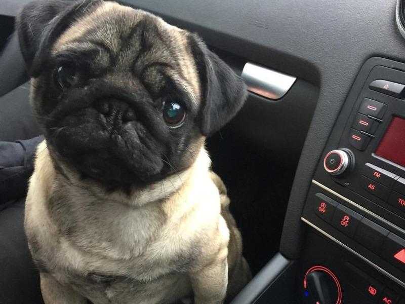 PUG FOR STUD