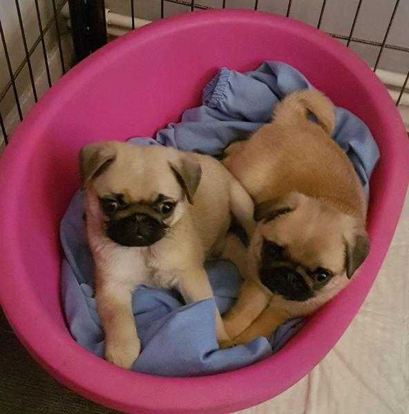 Pug Pedigree Puppies