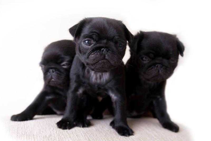 Pug Puppies