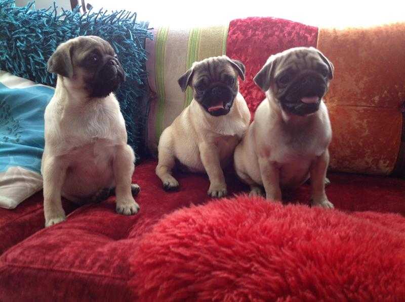 Pug puppies