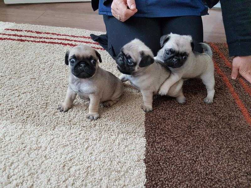 Pug Puppies