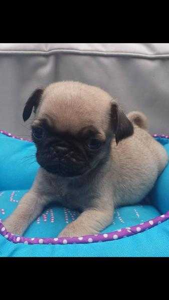 Pug puppies