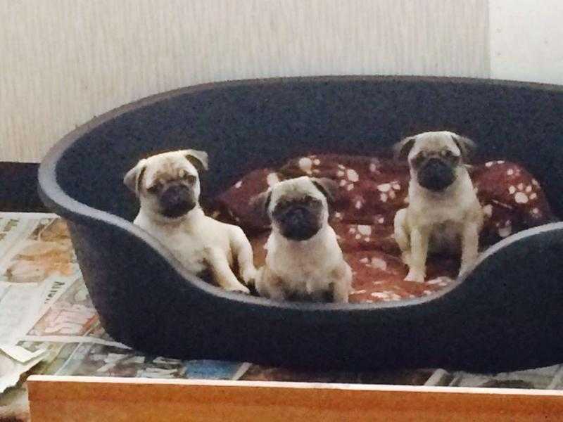 Pug Puppies