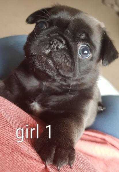 pug puppies