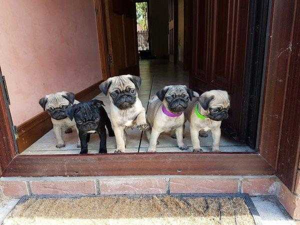 Pug Puppies - Champion Bloodlines (5 males left)