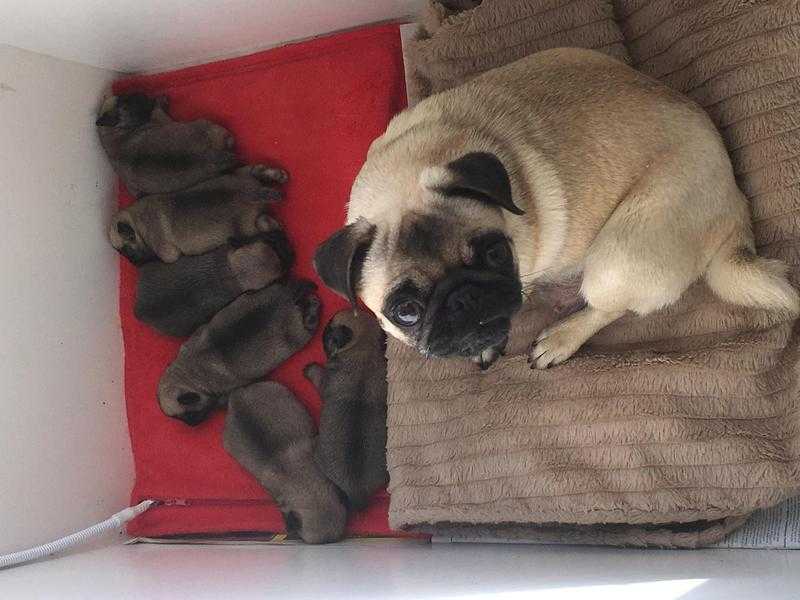 Pug Puppies for sale