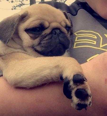 PUG puppies for sale