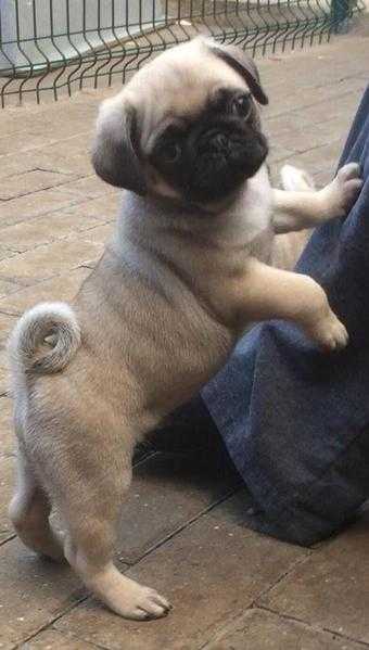 pug puppies for sale