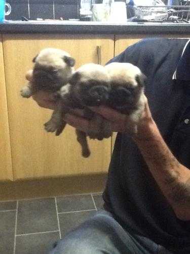 Pug puppies for viewing now