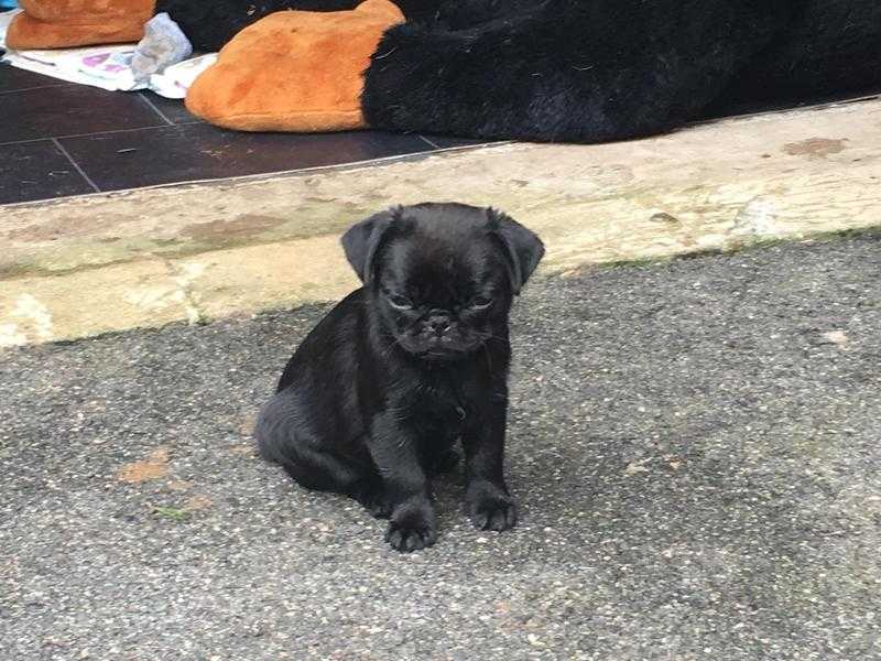 Pug puppies forsale