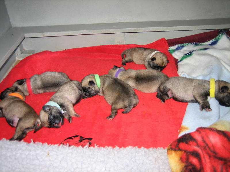 pug puppies kc reg boys and girls