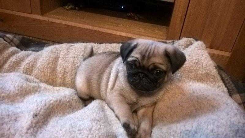 pug puppies kc registered