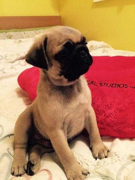 Pug puppies kc registered ready now