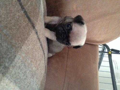 Pug puppies of the best quality out of Reo