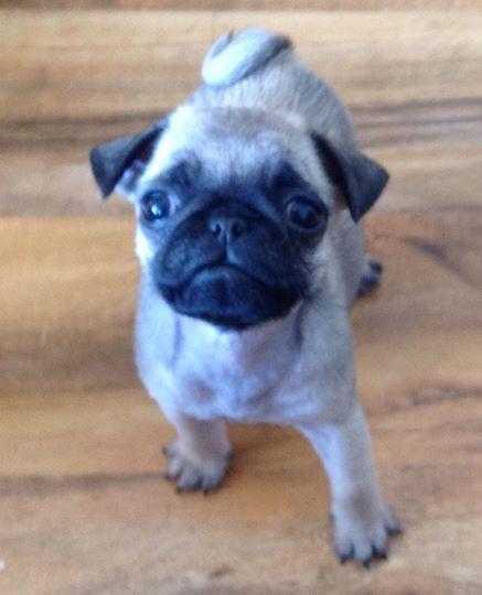 Pug Puppies -ready for their new homes (reduced)