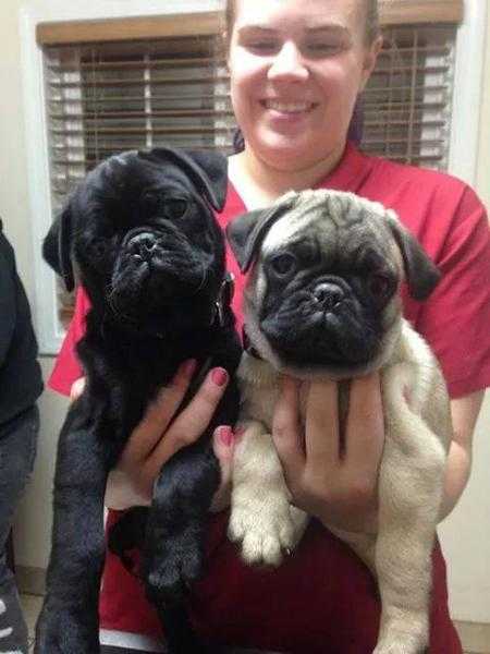 Pug Puppies Ready To Go Looking For Loving Homes