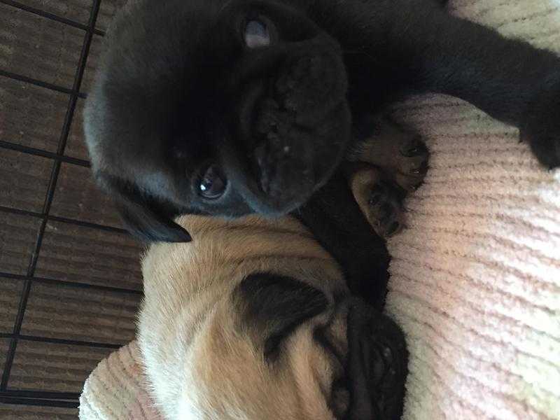 Pug puppies,1 fawn girl amp 1 platinum boy