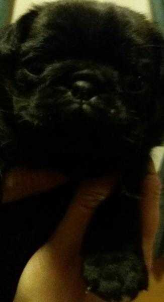 pug puppys for sale