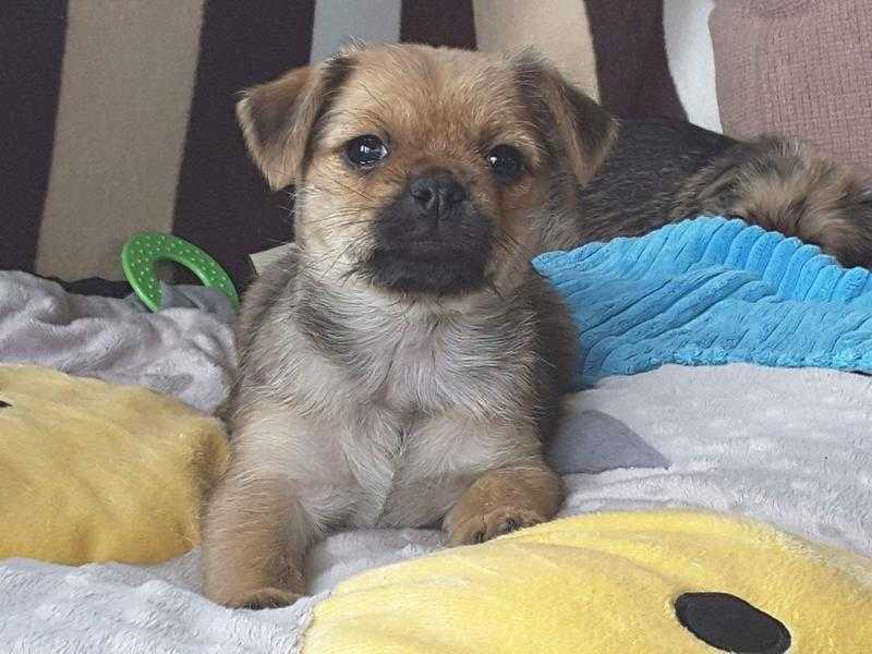 Pug x Yorkshire terrier puppies .