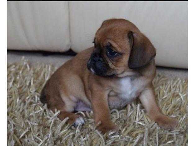 Pugalier puppies fawn