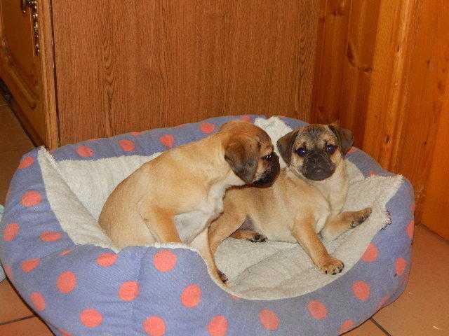 PUGALIER PUPPY pug x cavalier