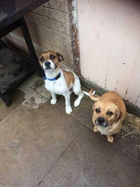 Puggle Puppies