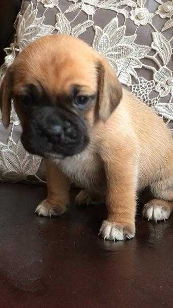 Puggle puppies