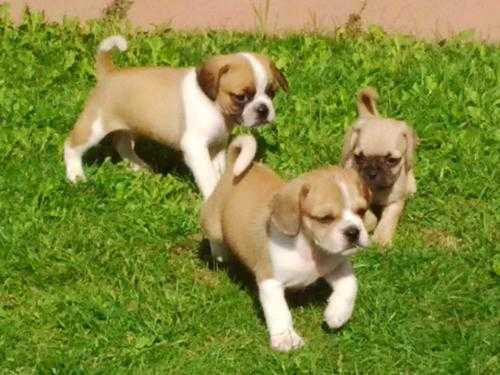 puggle puppys