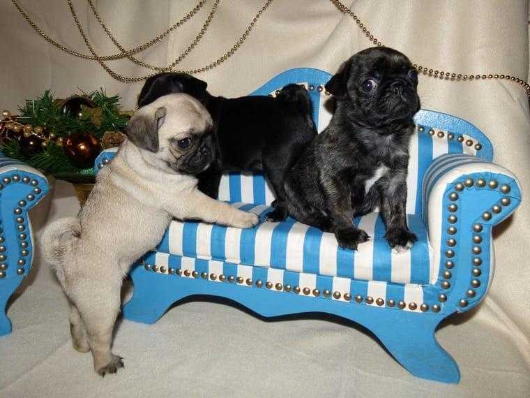 puglets for rohoming