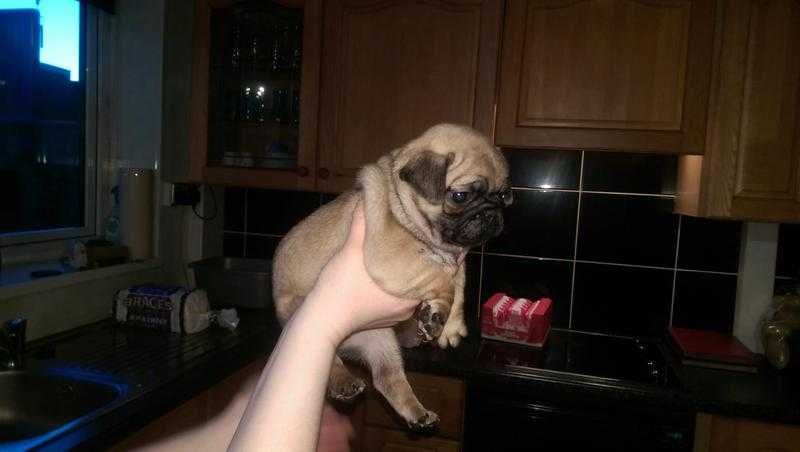 Pugs