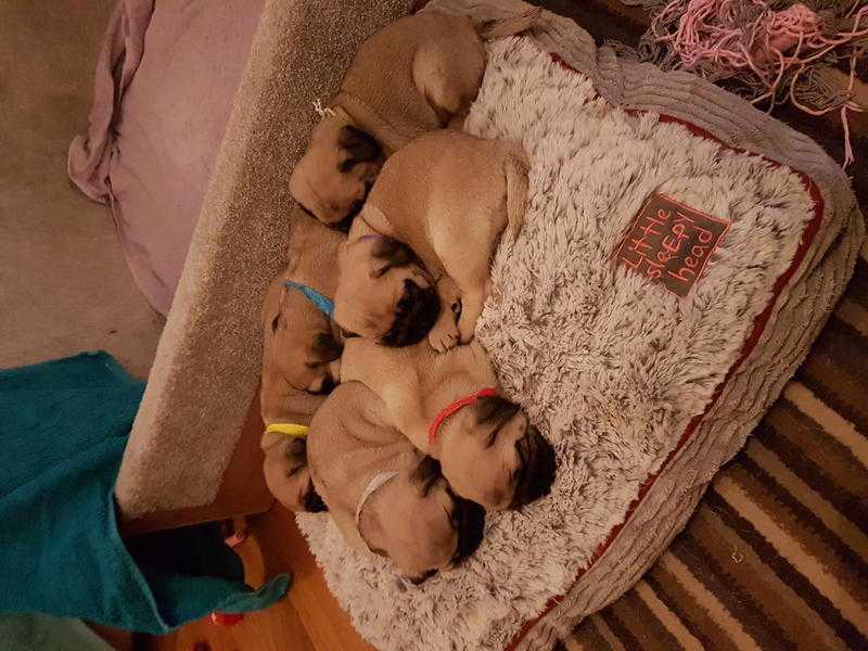 Pugs for sale 4 girls 2 boys  5 genatrion pups ..family tree for both parents