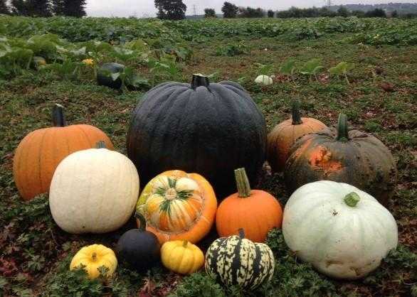 Pumpkin Moon Pick Your Own Pumpkins