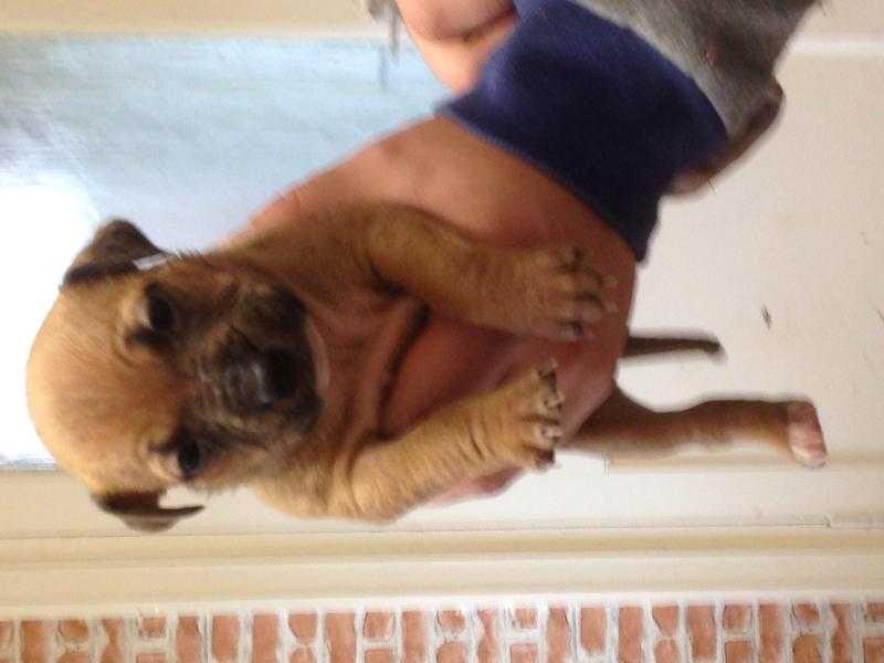 Puppies for sale bull mastiff cross