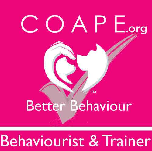 Puppy Classes Brighton- Kind, Effective, Fun amp Fair 4 week course with Dog039s Choice