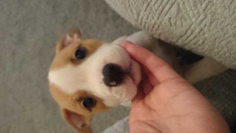 Puppy wanted for loving home