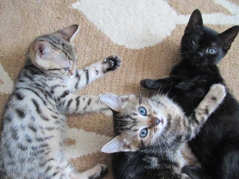 Pure Bengal Kittens
